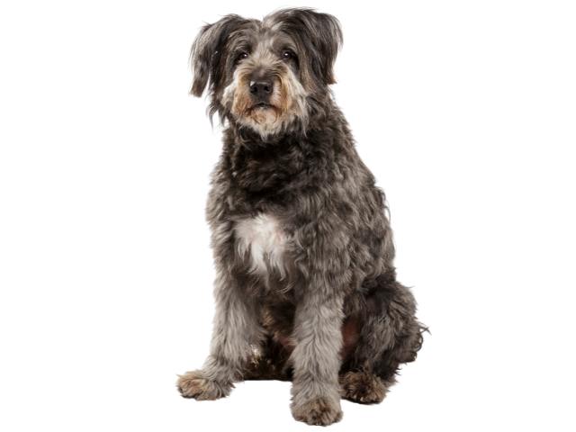Cane da Pastore Catalano, razze cani, razze cani taglia media