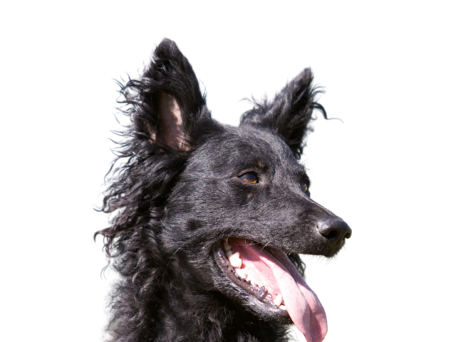 Cane da Pastore Croato, razze cani, razze cani taglia media