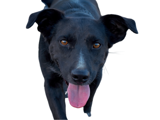 Cane da Pastore Mallorquin (Majorca Sheperd Dog) ,razze di cani grandi, razze di cani grande taglia, Razze di cani di taglia grande