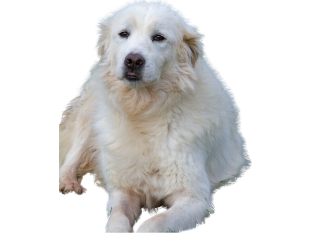 Cane da Pastore Maremmano-Abruzzese ,razze di cani grandi, razze di cani grande taglia, Razze di cani di taglia grande