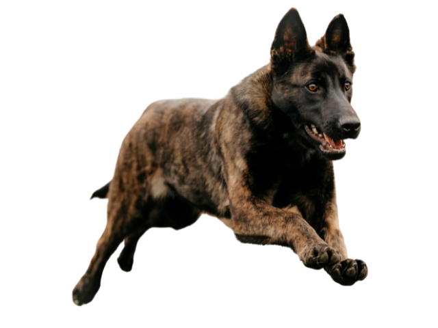 Cane da Pastore Olandese ,razze di cani grandi, razze di cani grande taglia, Razze di cani di taglia grande