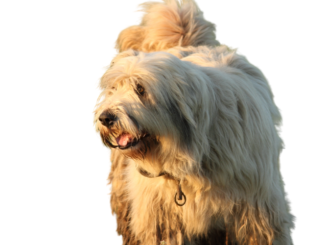 Cane da Pastore Romeno di Mioritza ,razze di cani grandi, razze di cani grande taglia, Razze di cani di taglia grande