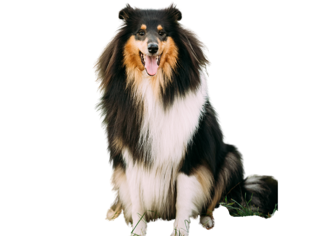 Cane da Pastore Scozzese a Pelo Lungo, razze cani, razze cani taglia media