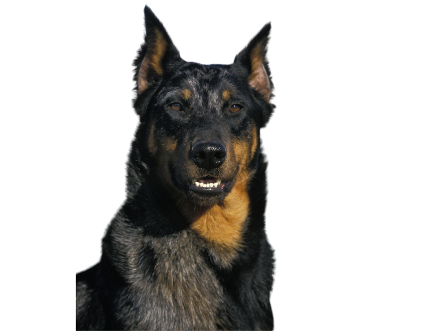 Cane da Pastore di Beauce (Beauceron) ,razze di cani grandi, razze di cani grande taglia, Razze di cani di taglia grande