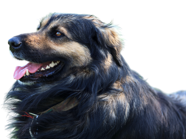 Cane da Pastore di Karst, razze cani, razze cani taglia media