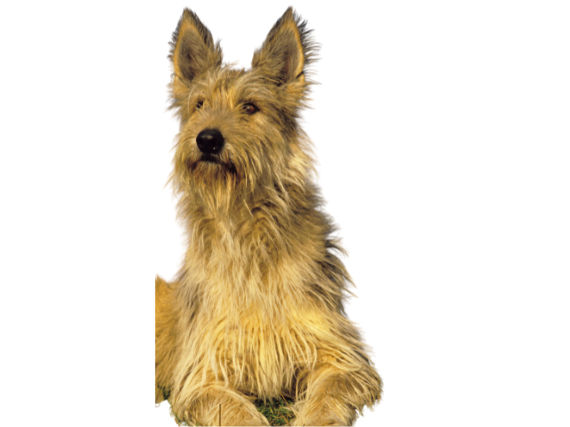 Cane da Pastore di Piccardia, razze cani, razze cani taglia media