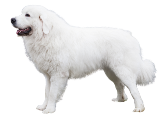 Cane da Pastore di Tatra ,razze di cani grandi, razze di cani grande taglia, Razze di cani di taglia grande