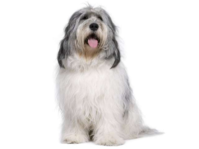 Cane da Pastore di Vallée, razze cani, razze cani taglia media