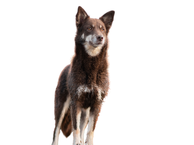 Cane da Renne della Lapponia (Lapinporokoira), razze cani, razze cani taglia media
