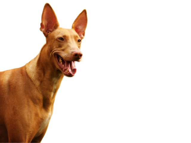 Cane dei Faraoni ,razze di cani grandi, razze di cani grande taglia, Razze di cani di taglia grande