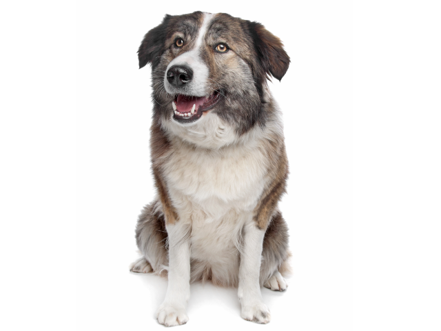 Cane dell'Atlas (Aidi) ,razze di cani grandi, razze di cani grande taglia, Razze di cani di taglia grande