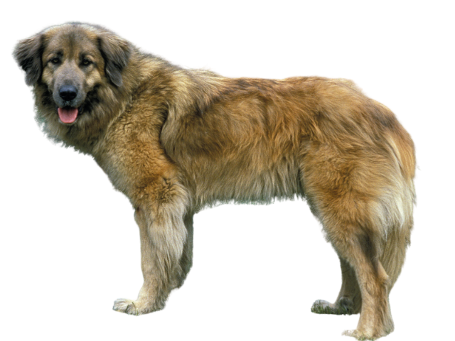 Cane della Serra da Estrela ,razze di cani gigante, razze di taglia gigante, razze cane, razze di cane