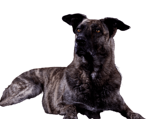 Cane di Castro Laboreiro ,razze di cani grandi, razze di cani grande taglia, Razze di cani di taglia grande