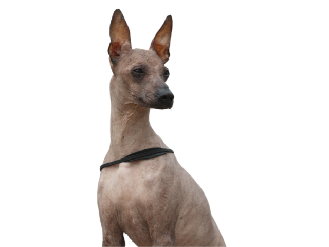 Cane nudo Peruviano, razze cani, razze cani taglia media