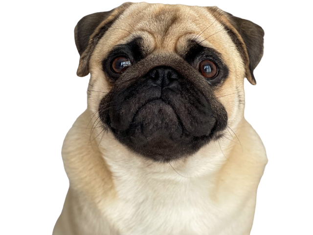 Carlino
