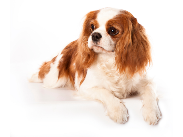 Cavalier King Charles Spaniel, razze cani piccoli, razze cani di taglia piccola, razze cane, razze di cane