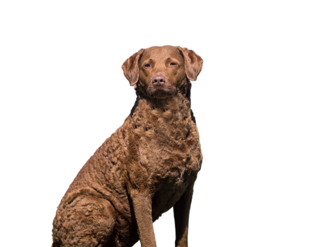 Chesapeake Bay Retriever ,razze di cani grandi, razze di cani grande taglia, Razze di cani di taglia grande