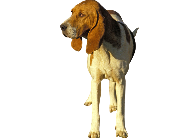 Chien d'Artois (Cane d'Artois) ,razze di cani grandi, razze di cani grande taglia, Razze di cani di taglia grande