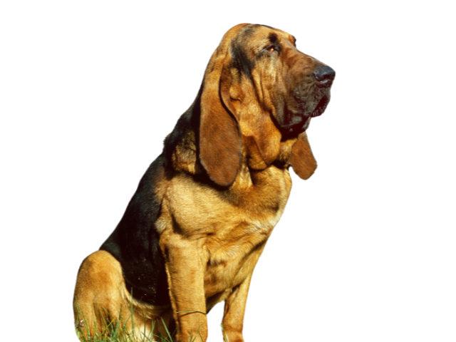 Chien de Saint-Hubert ,razze di cani grandi, razze di cani grande taglia, Razze di cani di taglia grande