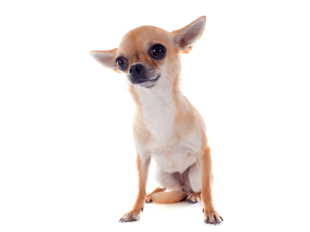 Chihuahua