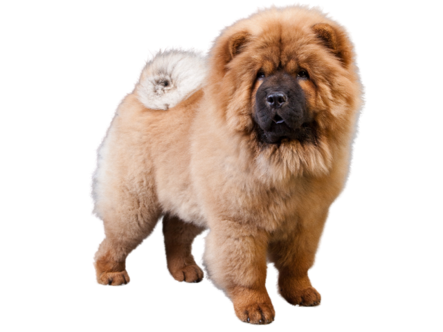 Chow Chow, razze cani, razze cani taglia media