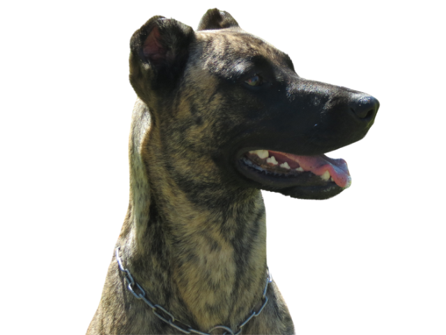 Cimarron Uruguayo ,razze di cani grandi, razze di cani grande taglia, Razze di cani di taglia grande