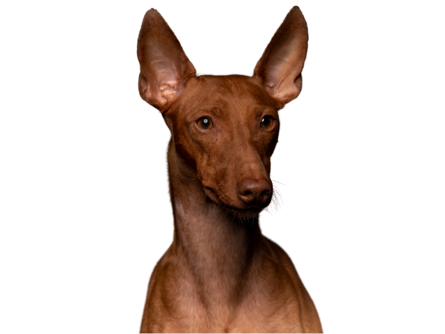 Cirneco dell’Etna, razze cani, razze cani taglia media