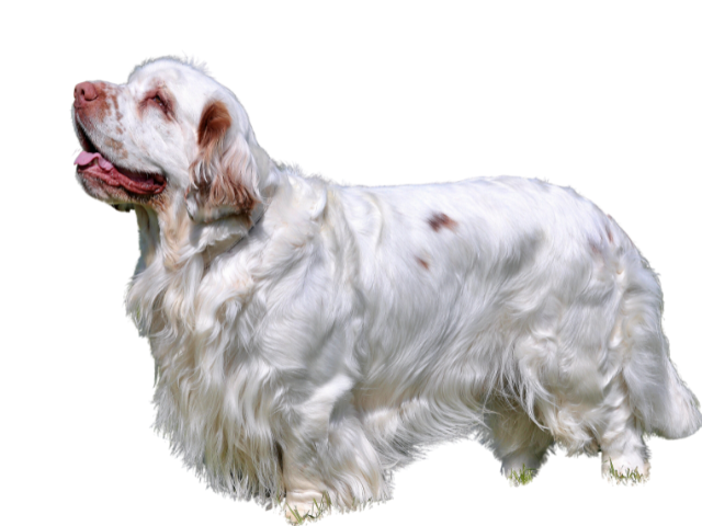 Clumber Spaniel ,razze di cani grandi, razze di cani grande taglia, Razze di cani di taglia grande