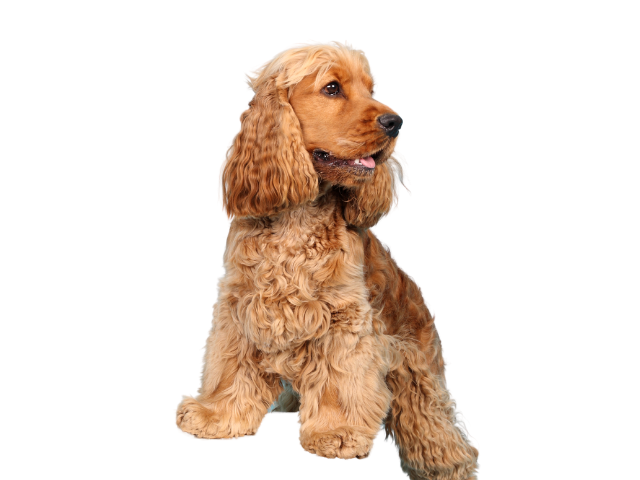 Cocker Spaniel Inglese, razze cani, razze cani taglia media