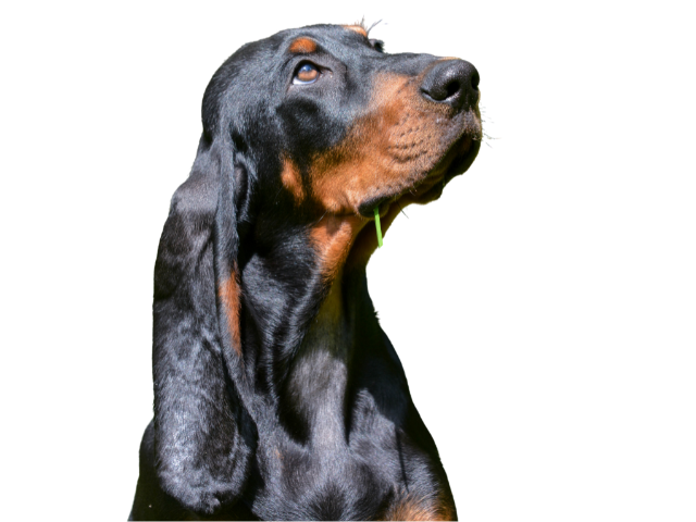 Coonhound Noir et Feu ,razze di cani grandi, razze di cani grande taglia, Razze di cani di taglia grande