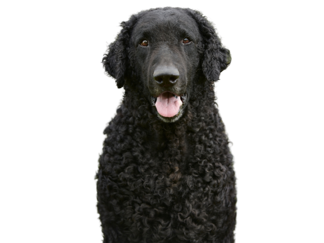 Curly Coated Retriever ,razze di cani grandi, razze di cani grande taglia, Razze di cani di taglia grande