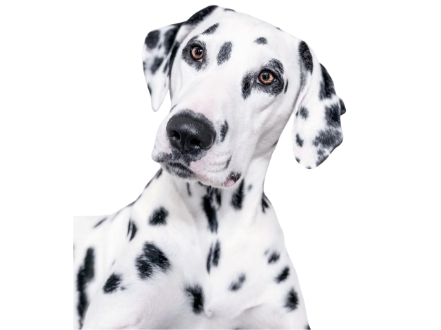 Dalmata ,razze di cani grandi, razze di cani grande taglia, Razze di cani di taglia grande