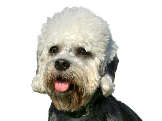 Dandie Dinmont Terrier