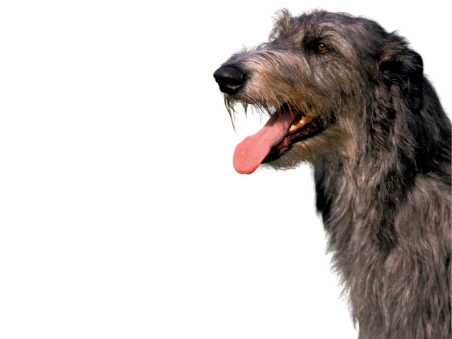 Deerhound ,razze di cani grandi, razze di cani grande taglia, Razze di cani di taglia grande