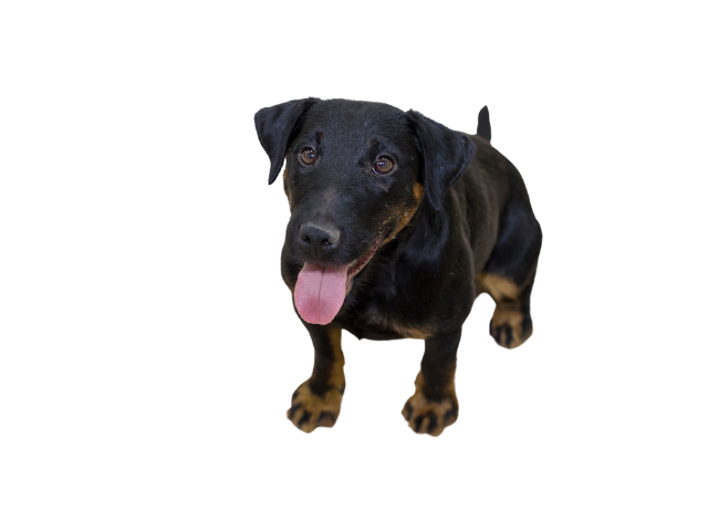Deutscher Jagdterrier