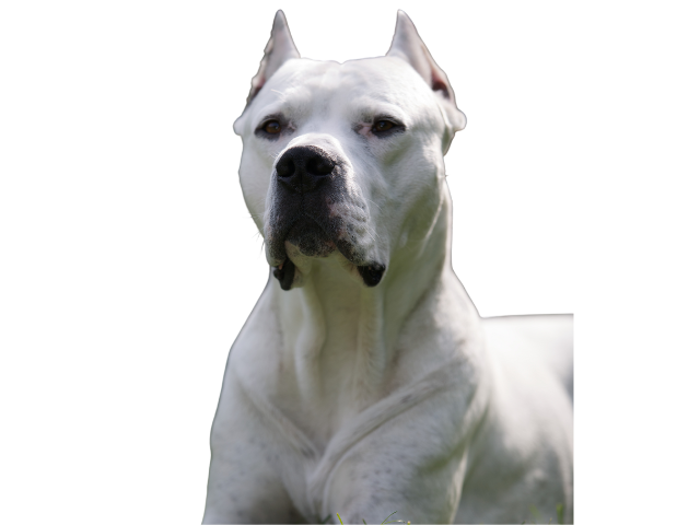 Dogo Argentino ,razze di cani grandi, razze di cani grande taglia, Razze di cani di taglia grande