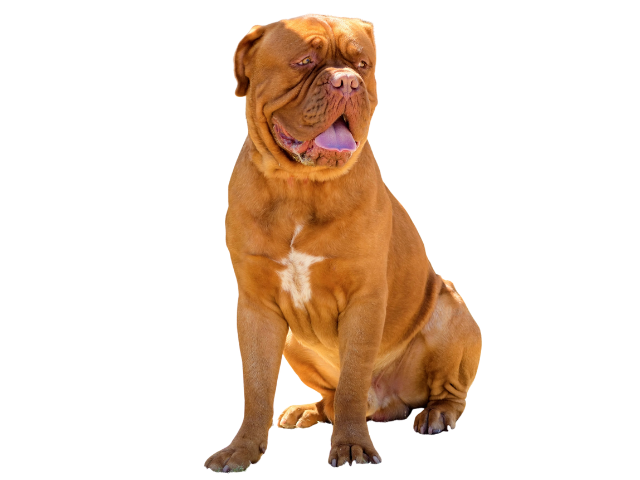 Dogue de Bordeaux,razze di cani gigante, razze di taglia gigante, razze cane, razze di cane