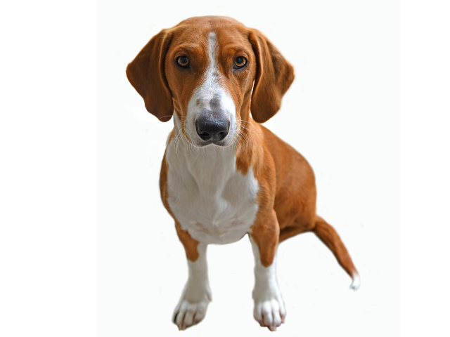Drever, razze cani, razze cani taglia media