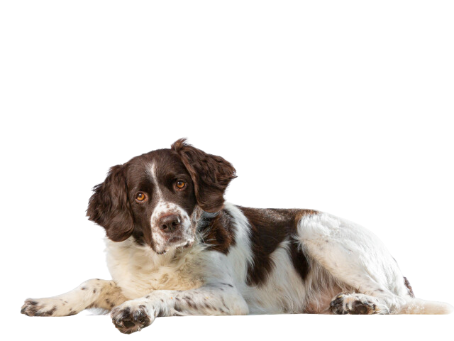 Epagneul Olandese di Drent ,razze di cani grandi, razze di cani grande taglia, Razze di cani di taglia grande