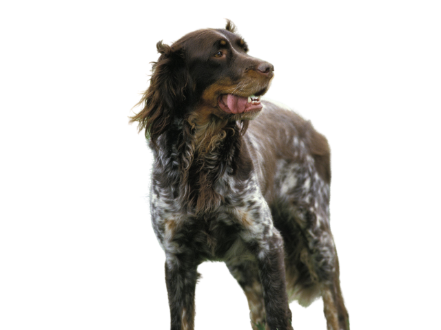 Epagneul Picard ,razze di cani grandi, razze di cani grande taglia, Razze di cani di taglia grande