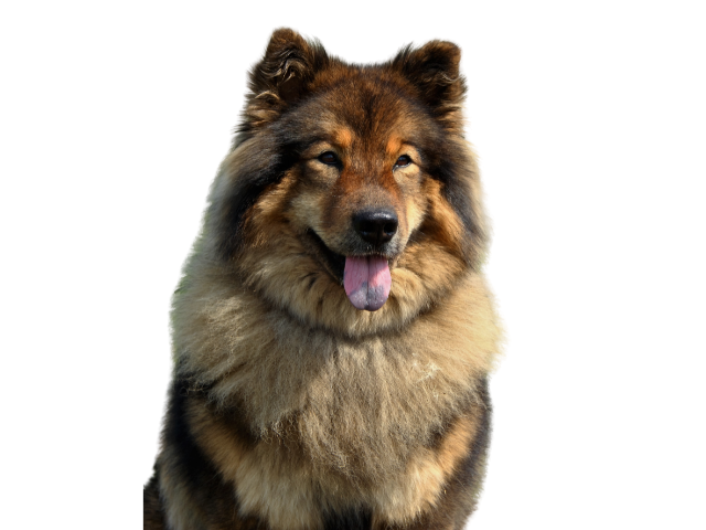 Eurasier, razze cani, razze cani taglia media