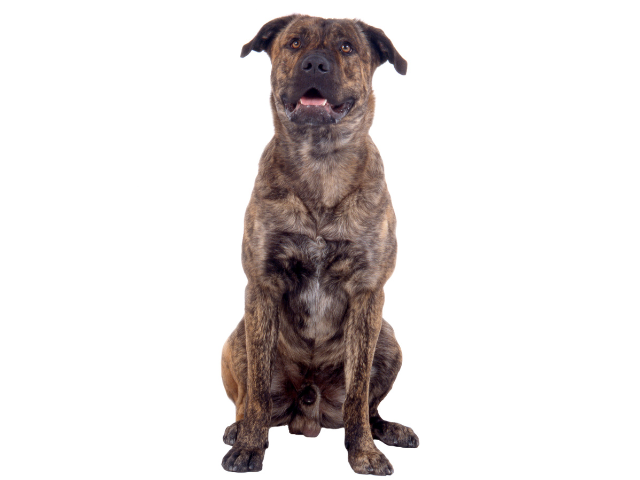 Fila Portoghese (Cao fila de Sao Miguel) ,razze di cani grandi, razze di cani grande taglia, Razze di cani di taglia grande