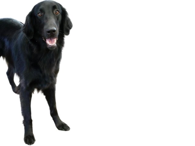 Flat Coated Retriever ,razze di cani grandi, razze di cani grande taglia, Razze di cani di taglia grande
