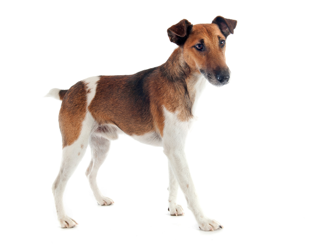 Fox Terrier a Pelo Liscio
