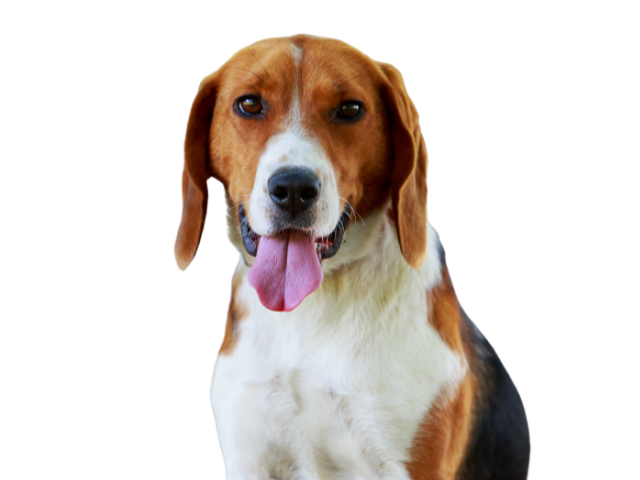 Foxhound Americano, razze cani, razze cani taglia media