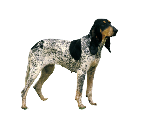 Gascon Saintongeois, razze cani, razze cani taglia media