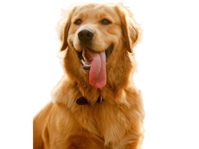 Golden Retriever ,razze di cani grandi, razze di cani grande taglia, Razze di cani di taglia grande