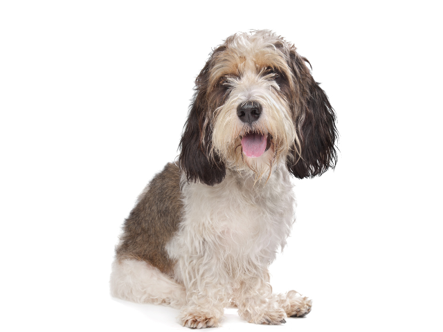 Grand Basset Griffon Vendéen, razze cani, razze cani taglia media