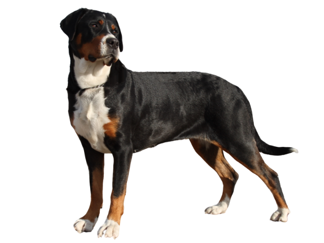 Grande Bovaro Svizzero ,razze di cani grandi, razze di cani grande taglia, Razze di cani di taglia grande