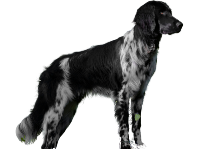 Grande Münsterländer ,razze di cani grandi, razze di cani grande taglia, Razze di cani di taglia grande